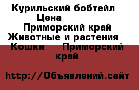 Курильский бобтейл › Цена ­ 5 000 - Приморский край Животные и растения » Кошки   . Приморский край